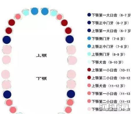 宝宝何时换牙 儿童换牙时间和顺序图