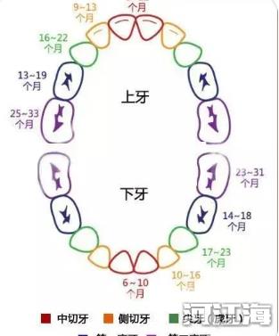 宝宝何时换牙 儿童换牙时间和顺序图