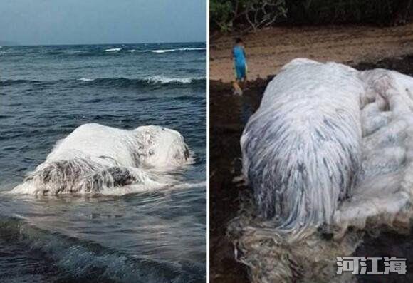 南非海怪长毛鱼图片 海怪目击事件到底是什么