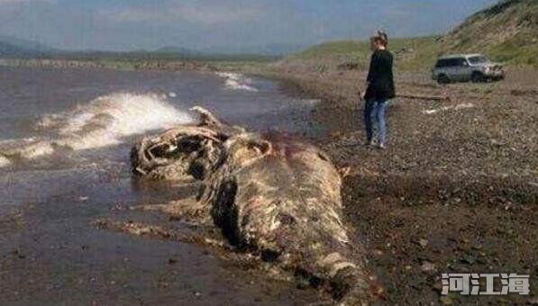 南非海怪长毛鱼图片 海怪目击事件到底是什么