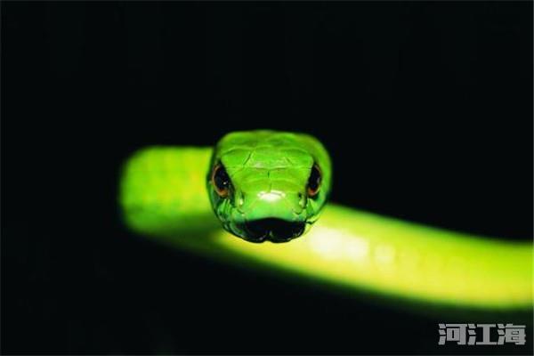 绿茸线蛇资料真实图片 深海绿茸线蛇寿命能活多少年