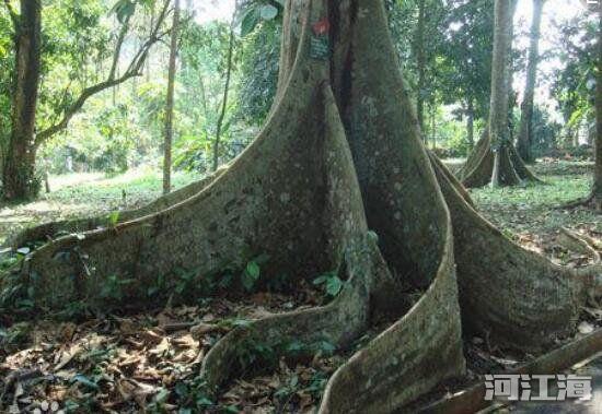 十大危险吃人植物 食人花吃人的样子真实图片