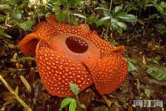 十大危险吃人植物 食人花吃人的样子真实图片