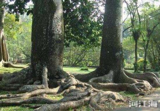 十大危险吃人植物 食人花吃人的样子真实图片