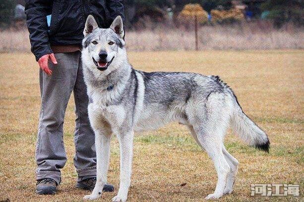 十大最贵犬排名 全世界最贵的十种狗品种