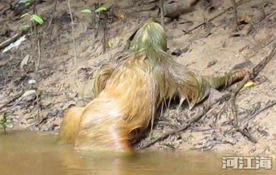 水鬼真的存在吗 真正水鬼拖人下水案例是真是假