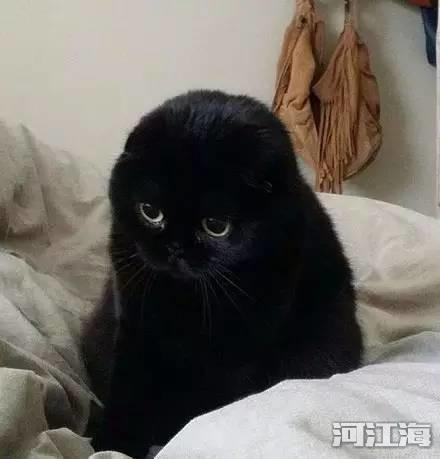 猫看见不干净的东西什么反应 猫是招鬼还是辟邪的