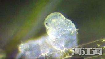 水熊虫的天敌有什么 水熊虫基本没有天敌