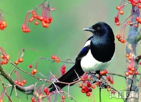 喜鹊飞进家里要死人 吉鸟飞进家里有好运